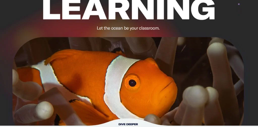 ocean school: interactive websites designs
